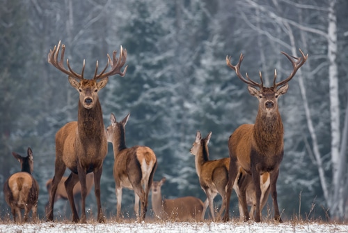 Michigan Hunter Starts Off Deer Season With A Once-In-A-Lifetime Buck