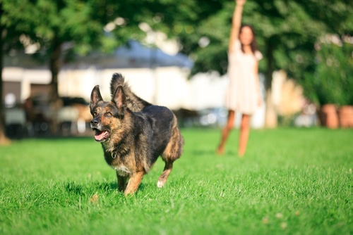 Steinberg dog parks