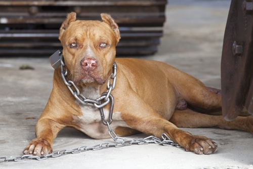Dog With Chain