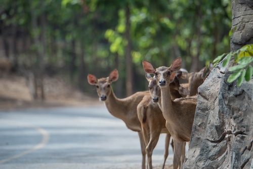 deer vehicle accident