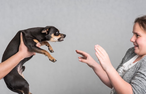 Michigan Dog Bite Injury and Provocation