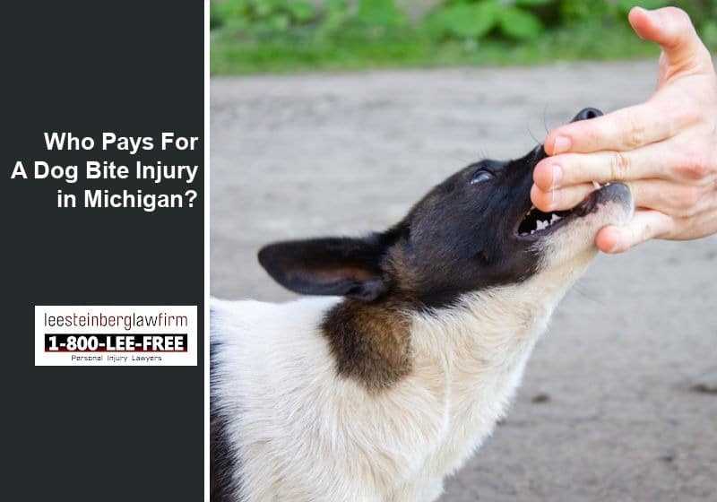 Who Pays For A Dog Bite Injury in Michigan?